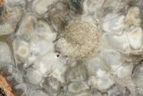Chatoyant, Petrified Seed Fern (Rhexoxylon) Slab - Zimbabwe #166048-1